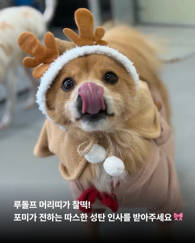 구조견들도 Merry Chrismas! #위액트나오미 #위액트포.. 현장 사진