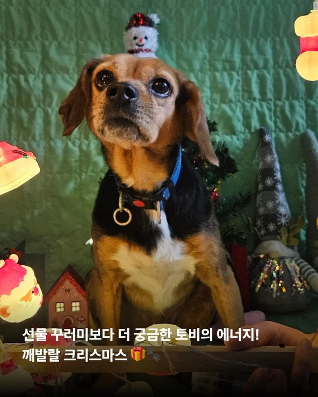 구조견들도 Merry Chrismas! #위액트나오미 #위액트포.. 현장 사진