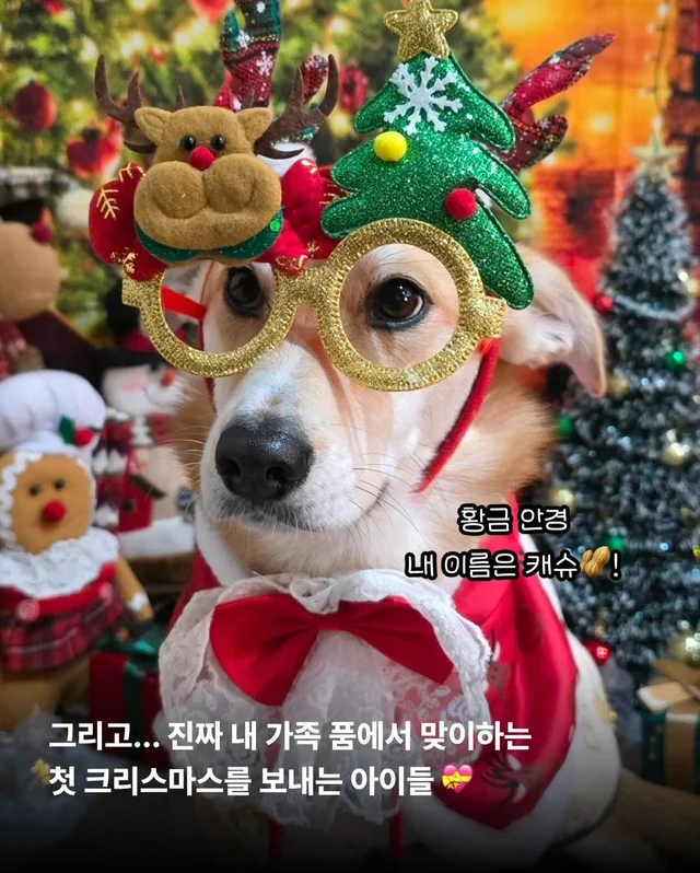 구조견들도 Merry Chrismas! #위액트나오미 #위액트포.. 현장 사진