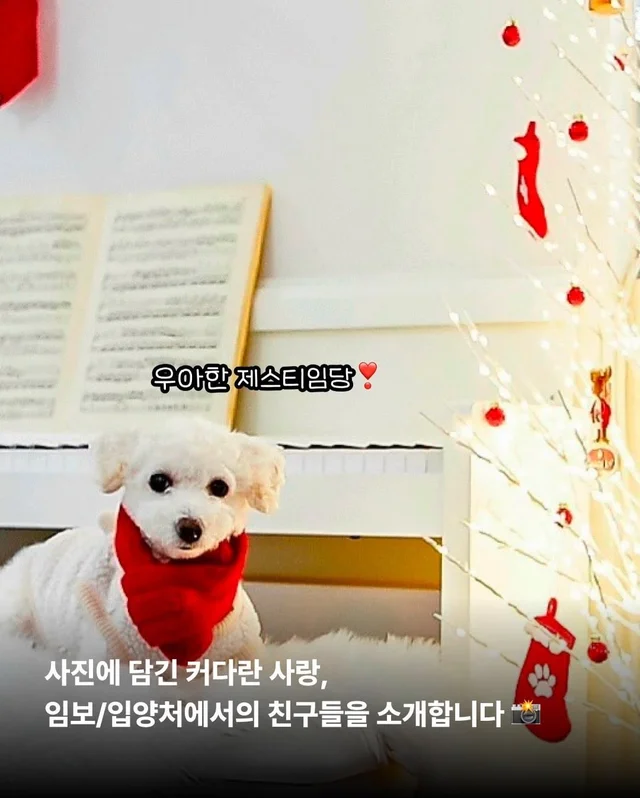 구조견들도 Merry Chrismas! #위액트나오미 #위액트포.. 현장 사진