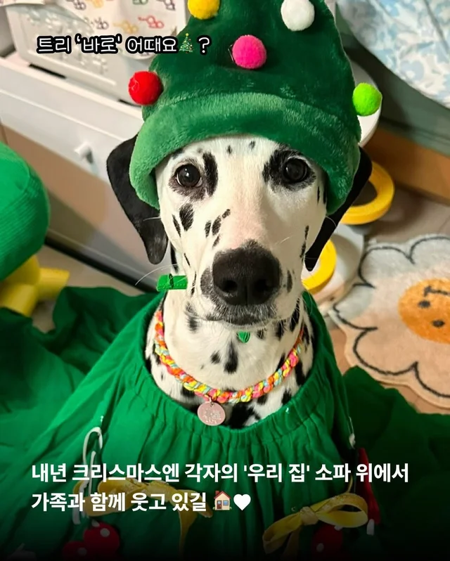 구조견들도 Merry Chrismas! #위액트나오미 #위액트포.. 현장 사진