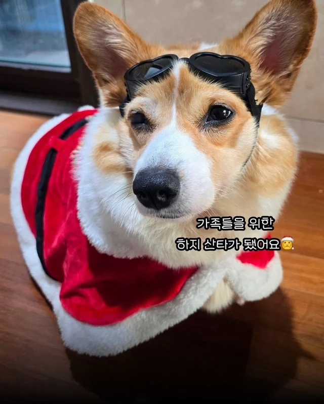 구조견들도 Merry Chrismas! #위액트나오미 #위액트포.. 현장 사진