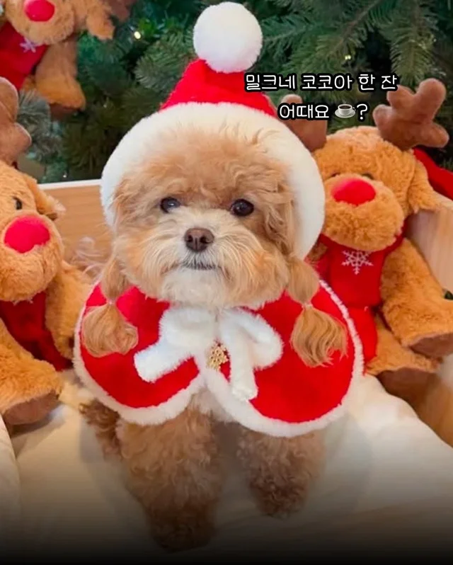 구조견들도 Merry Chrismas! #위액트나오미 #위액트포.. 현장 사진