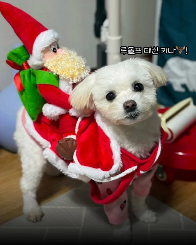 구조견들도 Merry Chrismas! #위액트나오미 #위액트포.. 현장 사진