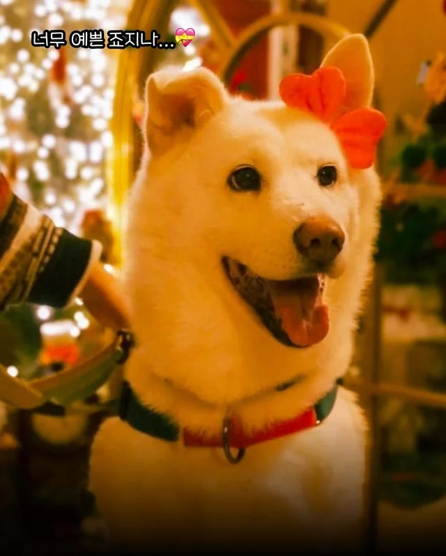 구조견들도 Merry Chrismas! #위액트나오미 #위액트포.. 현장 사진