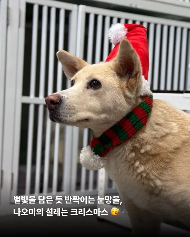 구조견들도 Merry Chrismas! #위액트나오미 #위액트포.. 현장 사진