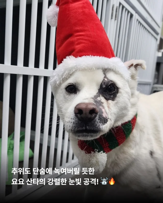 구조견들도 Merry Chrismas! #위액트나오미 #위액트포.. 현장 사진