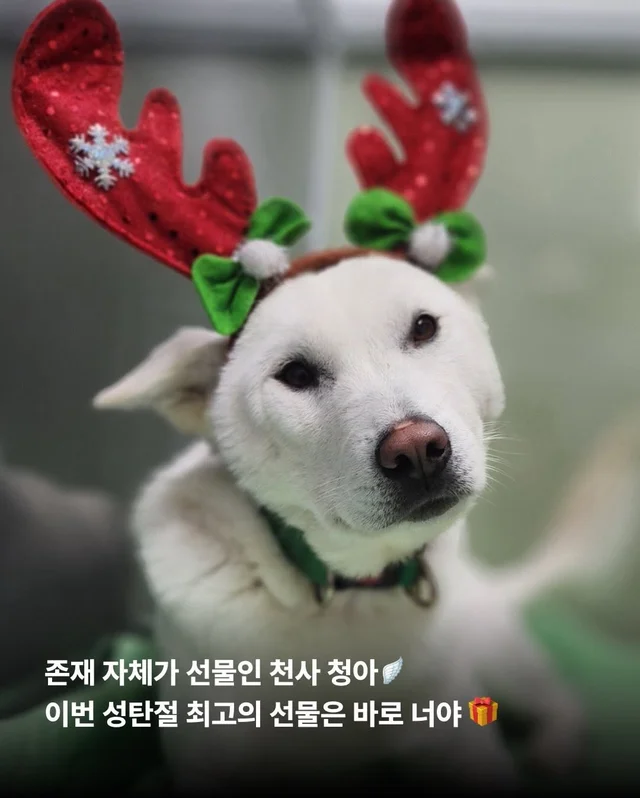 구조견들도 Merry Chrismas! #위액트나오미 #위액트포.. 현장 사진