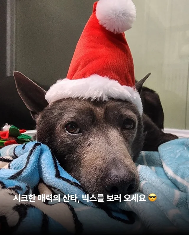 구조견들도 Merry Chrismas! #위액트나오미 #위액트포.. 현장 사진