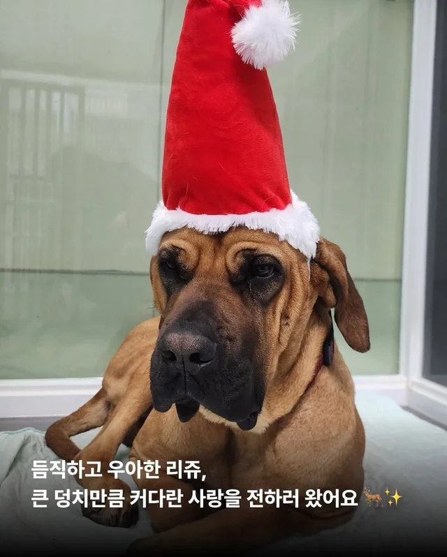 구조견들도 Merry Chrismas! #위액트나오미 #위액트포.. 현장 사진