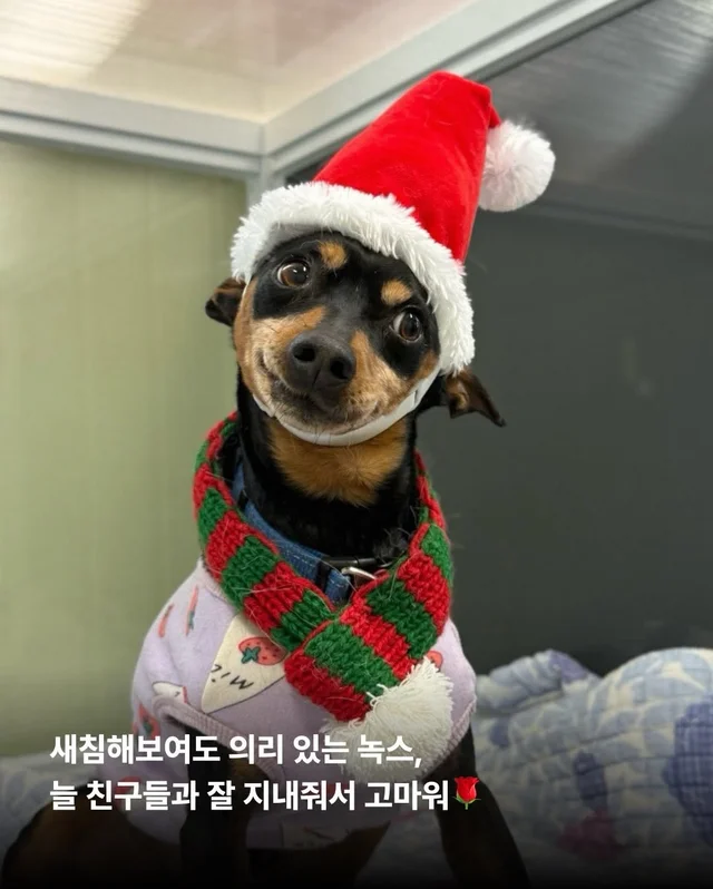구조견들도 Merry Chrismas! #위액트나오미 #위액트포.. 현장 사진