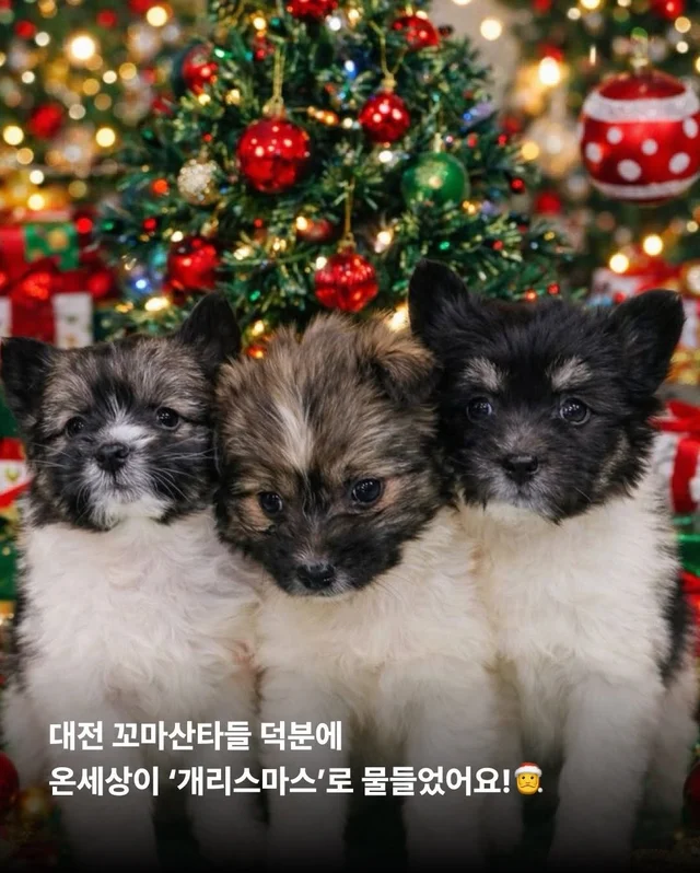 구조견들도 Merry Chrismas! #위액트나오미 #위액트포.. 현장 사진