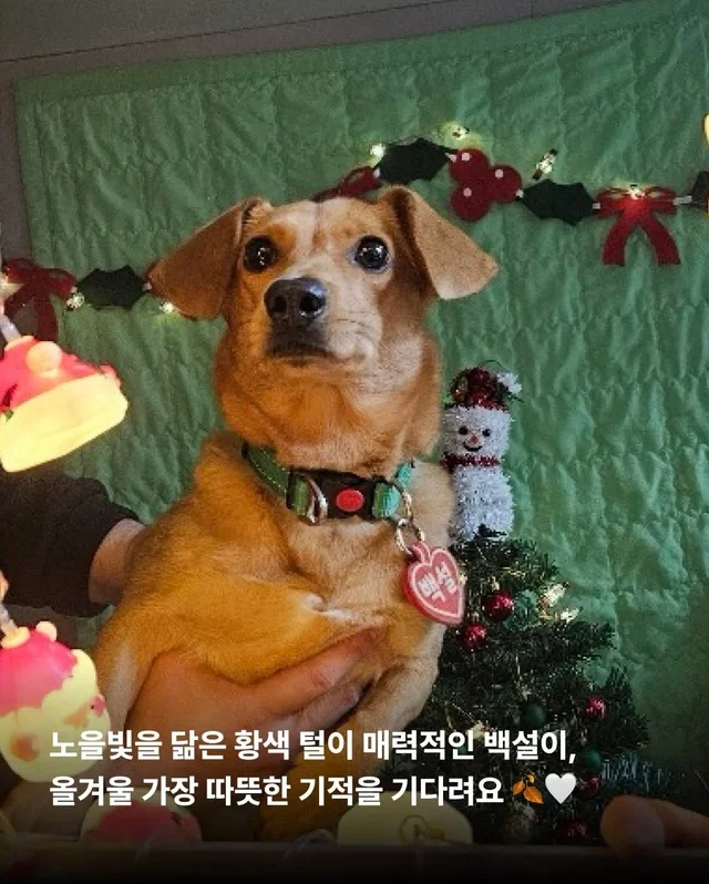 구조견들도 Merry Chrismas! #위액트나오미 #위액트포.. 현장 사진