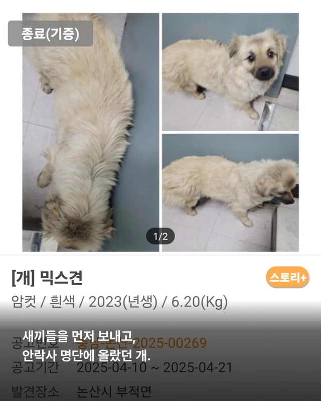 새끼들을 먼저 보내고, 안락사 명단에 오른 개. 현장 사진