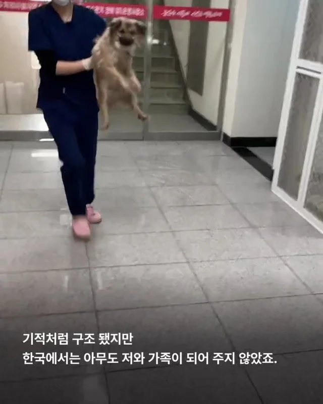 새끼들을 먼저 보내고, 안락사 명단에 오른 개. 현장 사진