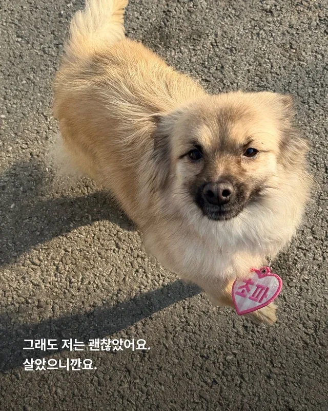 새끼들을 먼저 보내고, 안락사 명단에 오른 개. 현장 사진