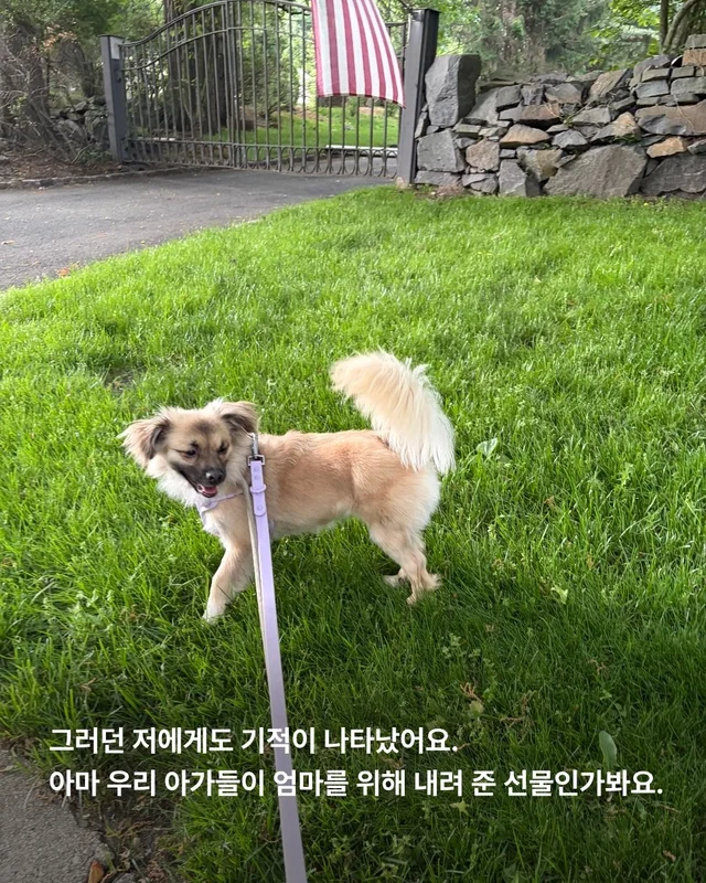 새끼들을 먼저 보내고, 안락사 명단에 오른 개. 현장 사진