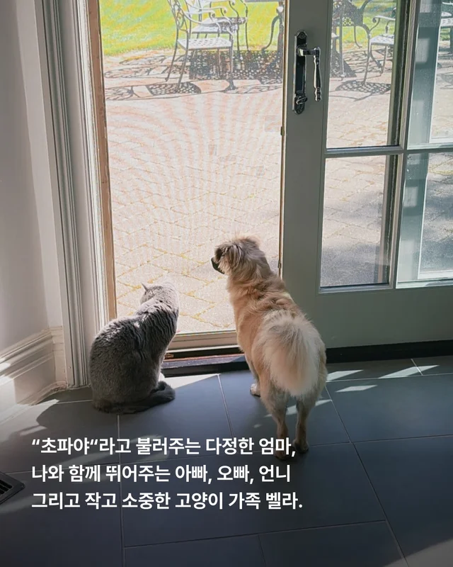 새끼들을 먼저 보내고, 안락사 명단에 오른 개. 현장 사진