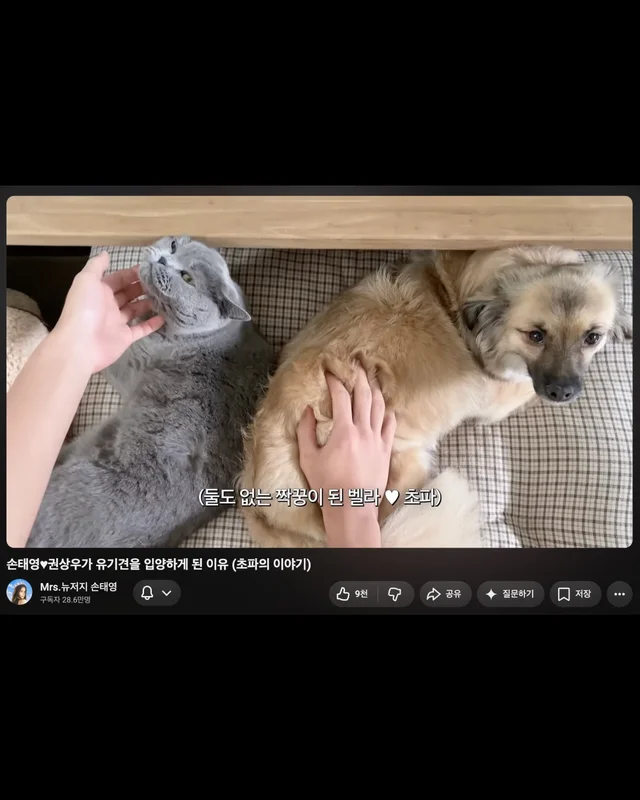 새끼들을 먼저 보내고, 안락사 명단에 오른 개. 현장 사진