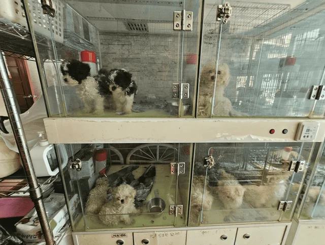 화성허가번식장_2 현장 사진