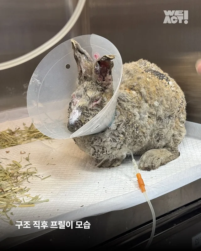 경북산불구조-위액트 프릴 현장 사진