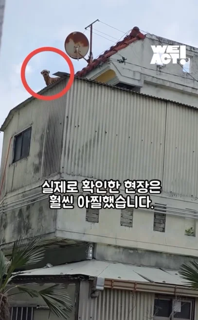 지붕위에갇힌개 현장 사진