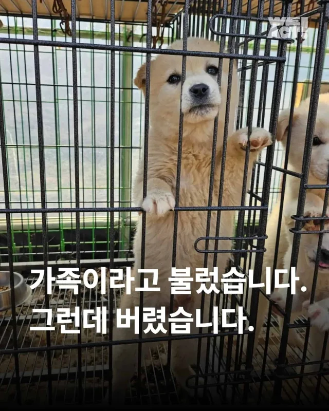 가족이라고 불렀습니다. 그런데 버렸습니다. 현장 사진