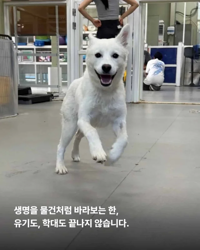 가족이라고 불렀습니다. 그런데 버렸습니다. 현장 사진