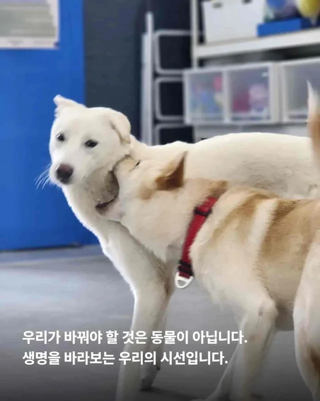 가족이라고 불렀습니다. 그런데 버렸습니다. 현장 사진