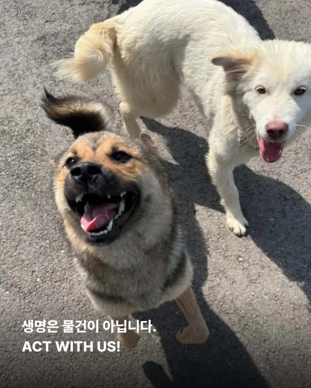 가족이라고 불렀습니다. 그런데 버렸습니다. 현장 사진