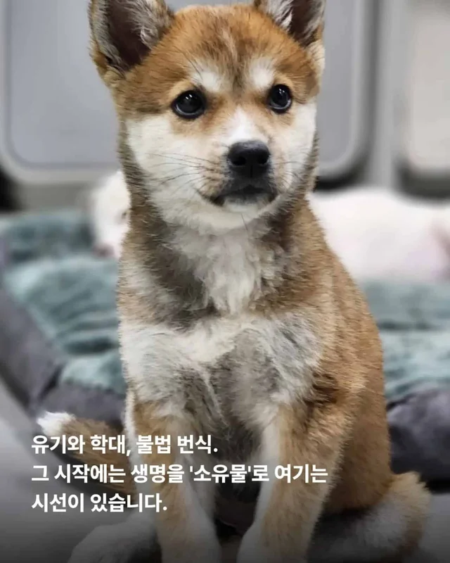 가족이라고 불렀습니다. 그런데 버렸습니다. 현장 사진