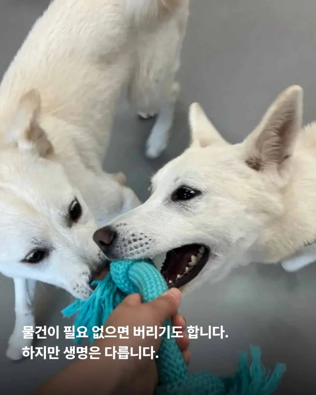 가족이라고 불렀습니다. 그런데 버렸습니다. 현장 사진