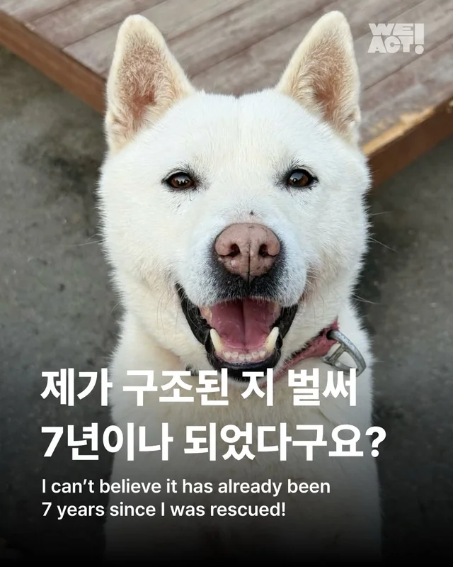 제가 구조된 지 벌써 7년이나 되었다구요? #위액트케.. 현장 사진