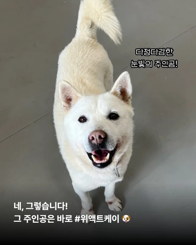 제가 구조된 지 벌써 7년이나 되었다구요? #위액트케.. 현장 사진