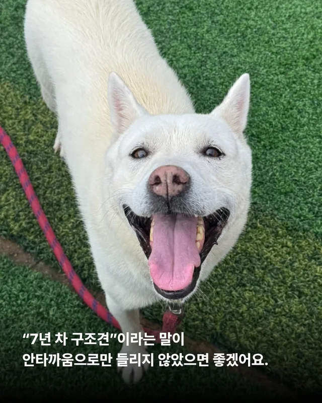 제가 구조된 지 벌써 7년이나 되었다구요? #위액트케.. 현장 사진