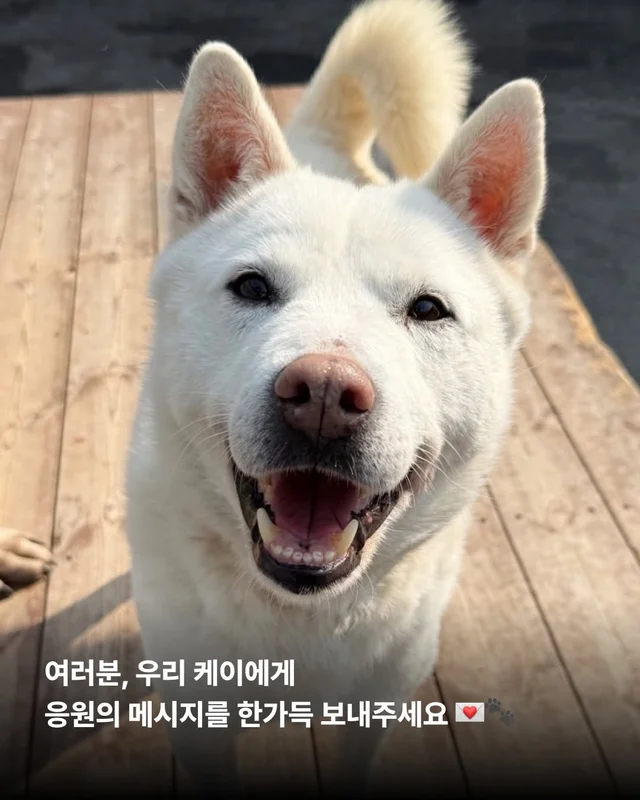 제가 구조된 지 벌써 7년이나 되었다구요? #위액트케.. 현장 사진