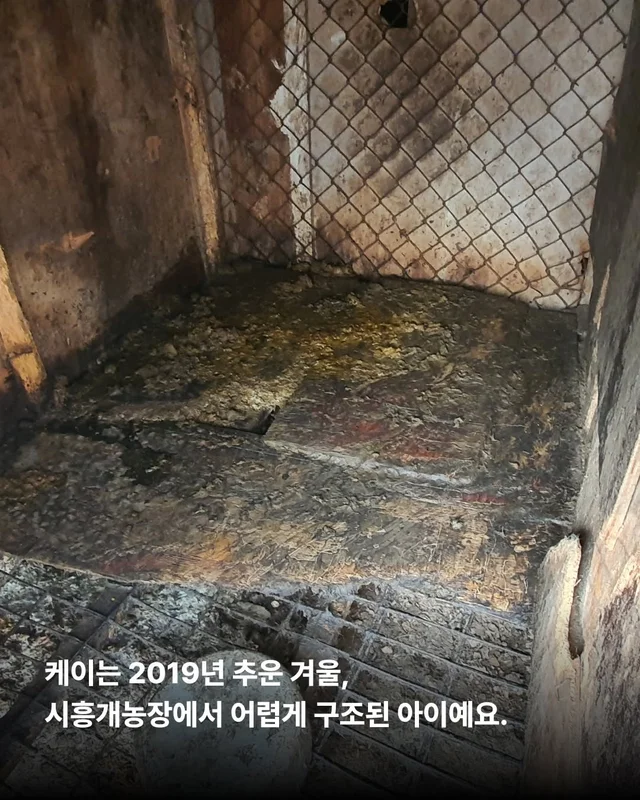 제가 구조된 지 벌써 7년이나 되었다구요? #위액트케.. 현장 사진