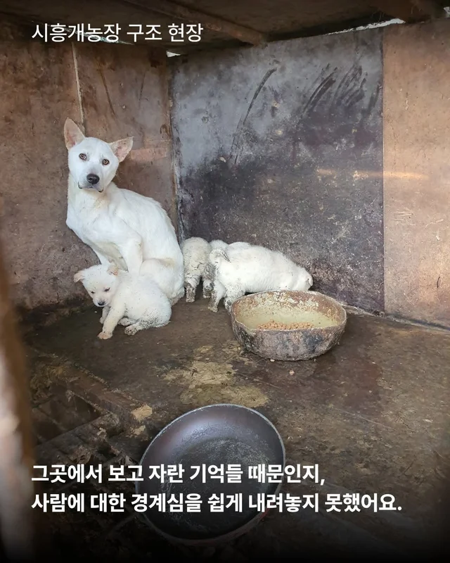 제가 구조된 지 벌써 7년이나 되었다구요? #위액트케.. 현장 사진