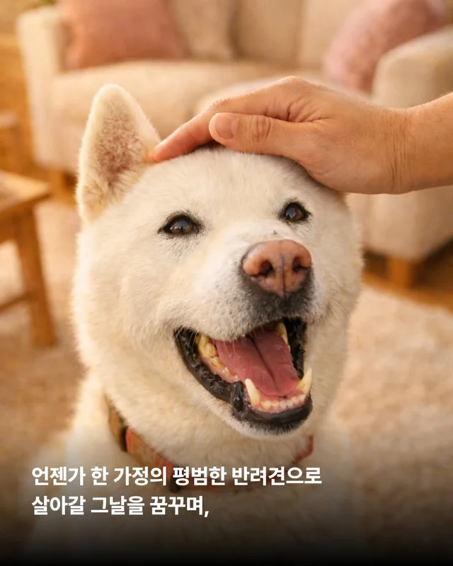제가 구조된 지 벌써 7년이나 되었다구요? #위액트케.. 현장 사진