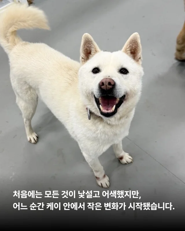 제가 구조된 지 벌써 7년이나 되었다구요? #위액트케.. 현장 사진