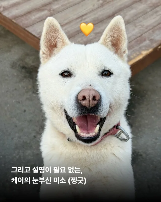제가 구조된 지 벌써 7년이나 되었다구요? #위액트케.. 현장 사진