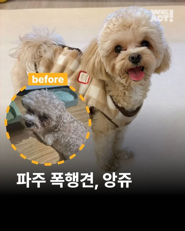 파주 폭행견, 앙쥬 현장 사진