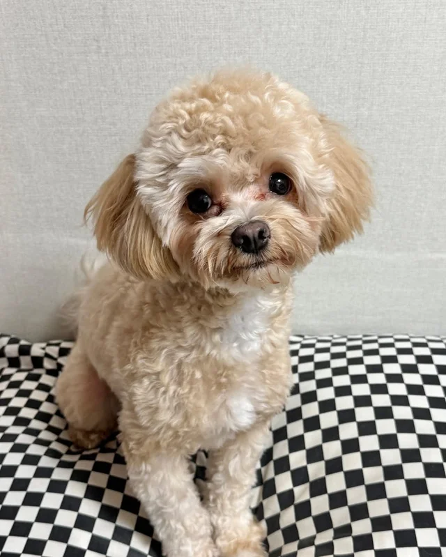 파주 폭행견, 앙쥬 현장 사진