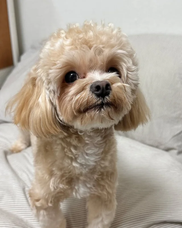 파주 폭행견, 앙쥬 현장 사진