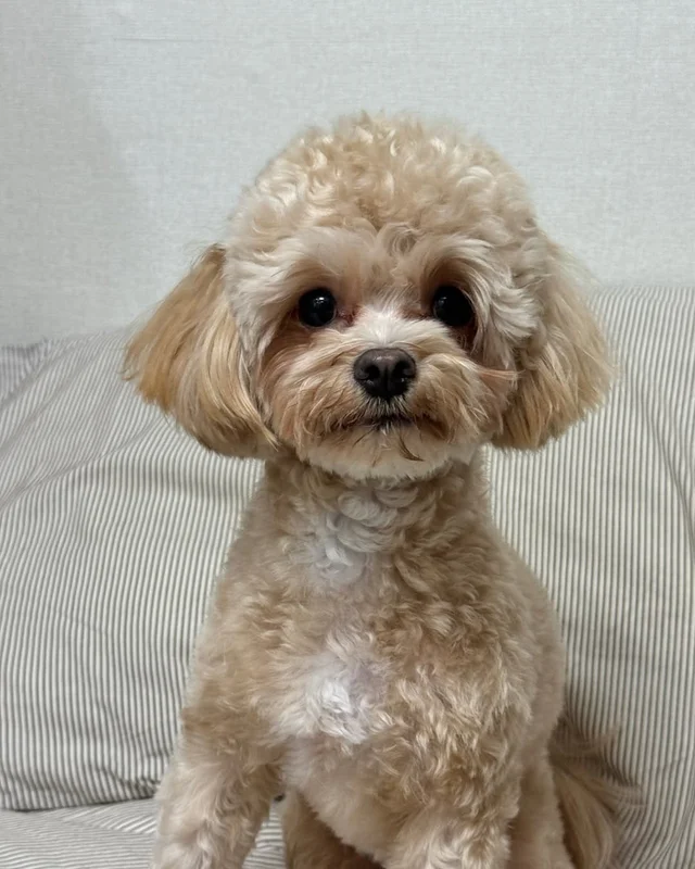 파주 폭행견, 앙쥬 현장 사진
