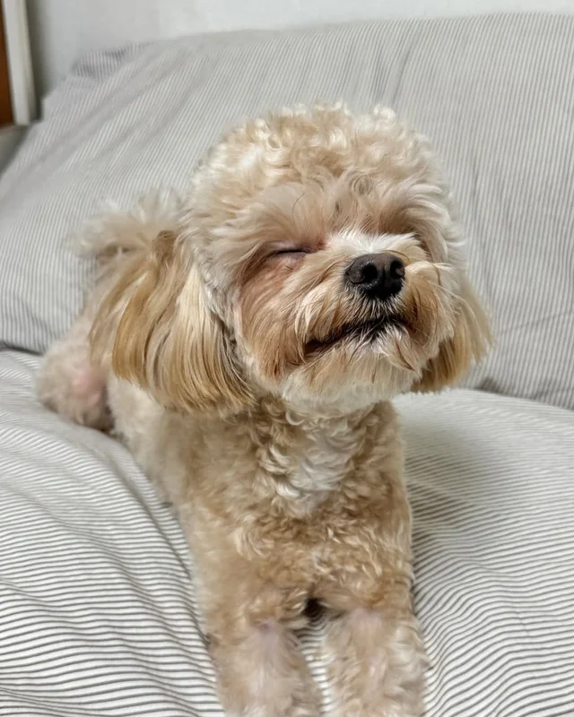 파주 폭행견, 앙쥬 현장 사진