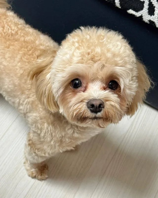 파주 폭행견, 앙쥬 현장 사진