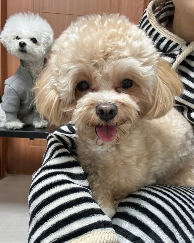 파주 폭행견, 앙쥬 현장 사진