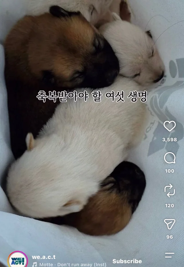 꼬리를 흔들며 죽음을 앞둔 엄마 개 현장 사진