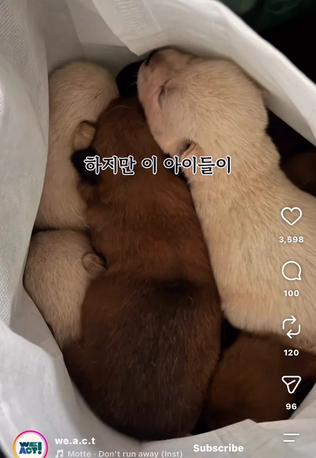 꼬리를 흔들며 죽음을 앞둔 엄마 개 현장 사진